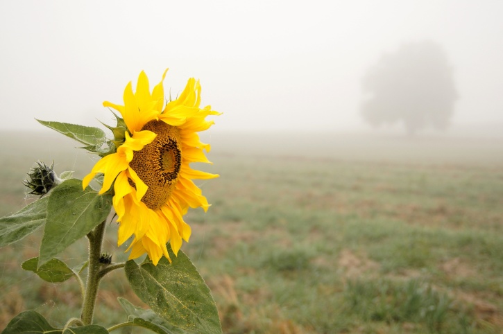 sunflower in field irrigated with drip irrigation