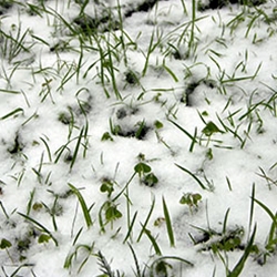 With Proper Care, You Can Prevent Frost Damage