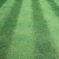 Mowing Tips for a Healthy Lawn