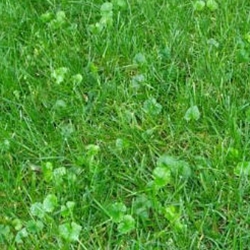 Get rid of weeds in the fall and there will be less work to do in the spring