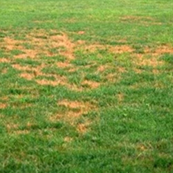 A good soil test will tell you a lot about your lawn.
